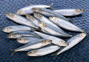 オメガＲｘ(高純度EPA・DHA)の原料、青魚、カタクチイワシ・マイワシ